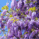 Саджанці Гліцинії Аметист (Wisteria chinensis Amethyst) 1454130923 фото 1