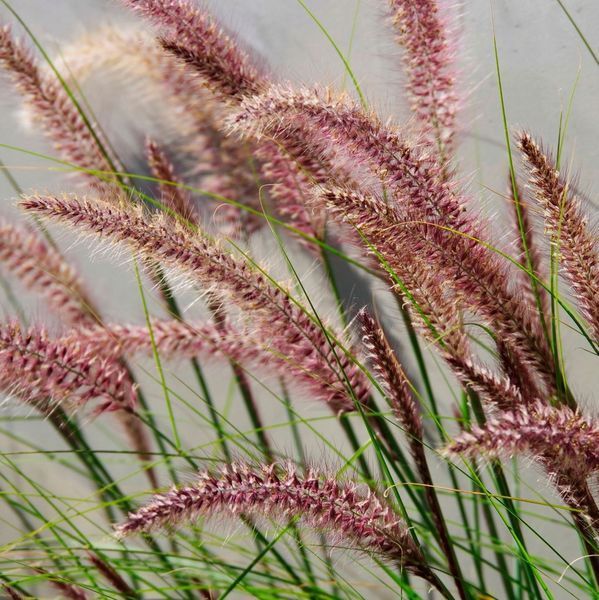 Саженцы Пеннисетума лисохвостовидного Ред Хэт (Pennisetum alopecuroides Red Head) Р9 1447498162 фото