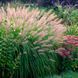 Саженцы Пеннисетума лисохвостовидного Ред Хэт (Pennisetum alopecuroides Red Head) Р9 1447498162 фото 1