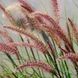 Саженцы Пеннисетума лисохвостовидного Ред Хэт (Pennisetum alopecuroides Red Head) Р9 1447498162 фото 2