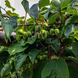 Саджанці Актинідії Женева (жін, однорічна) 1223220815 фото 1