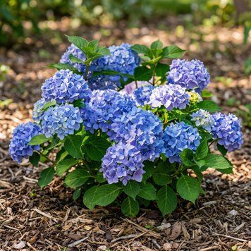 Саженцы Гортензии крупнолистной Блау Цверг (Hydrangea macrophylla Blauer Zwerg) Р9 2494845713 фото