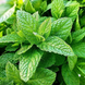 Саджанці М'яти барбарисова Якима (Mentha spicata Yakima) Р9 1361422950 фото 1
