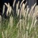 Саженцы Пеннисетума лисохвостовидного Хамелн двухлетний (Pennisetum alopecuroides Hameln) 646592217 фото 2