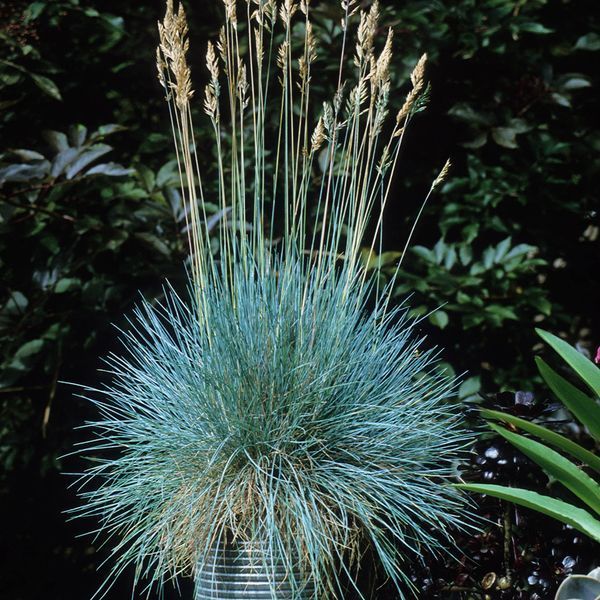 Саджанці Вівсяниця сиза Компакт Блу (Festuca glauca Compact Blue) Р9 1660652977 фото