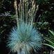 Саджанці Вівсяниця сиза Компакт Блу (Festuca glauca Compact Blue) Р9 1660652977 фото 3