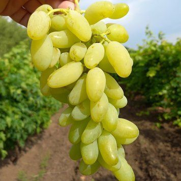 Саджанці Винограду Голд Фінгер, Gold Finger, Золотий палець 1532683384 фото