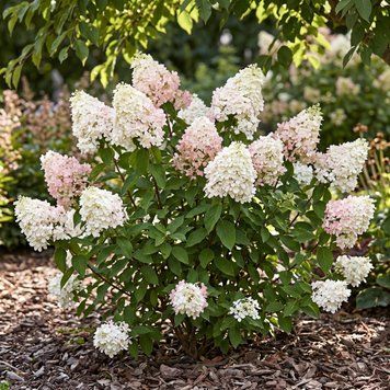 Саженцы Гортензии метельчатая (3-х летняя) Бобо (Hydrangea paniculata Bobo) С3 2661154247 фото