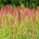 Саджанці Вівсяниці Блуред (Festuca Blurred) Р9 1660714459 фото 2