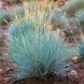 Саджанці Вівсяниці Інтенс Блу (Festuca&nbsp;Intense Blue) Р9 1660736891 фото 2