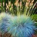 Саджанці Вівсяниці Інтенс Блу (Festuca&nbsp;Intense Blue) Р9 1660736891 фото 1