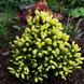 Саджанці Ялини канадської Дейзі Уайт Р9 589843831 фото 1