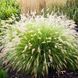 Саджанці Пеннісетума лисохвостого Літтл Банні (Pennisetum alopecuroides Little Bunny) Р9 2222360622 фото 1