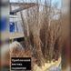 Саджанці Граната Кримський смугастий (4-х річний) 2124624682 фото 2