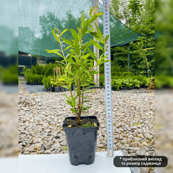 Саженцы Граната комнатного Бейби (однолетний) 610706645 фото