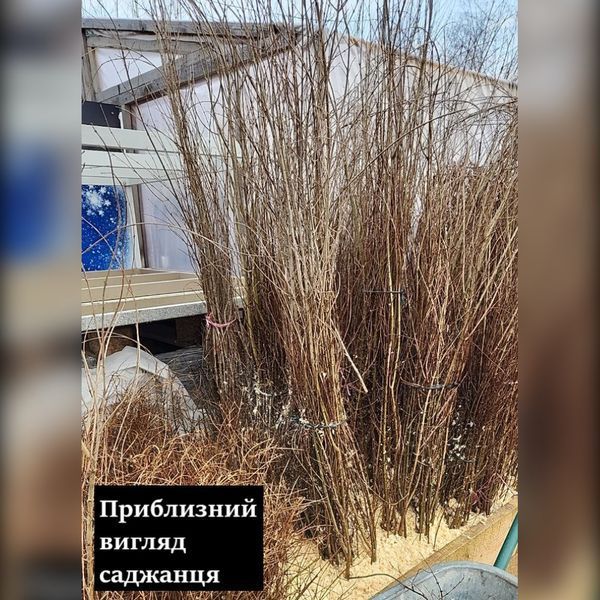 Саджанці граната Кизил-анор (4-х річний) 2124630263 фото