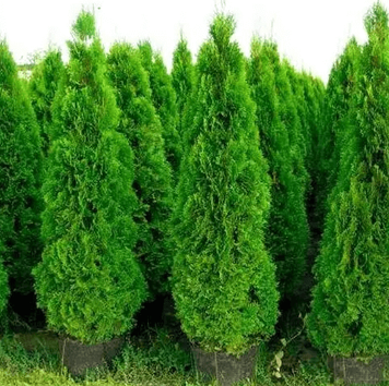 Саженцы Туи западной Брабант 3-х летний С3 1067269317 фото