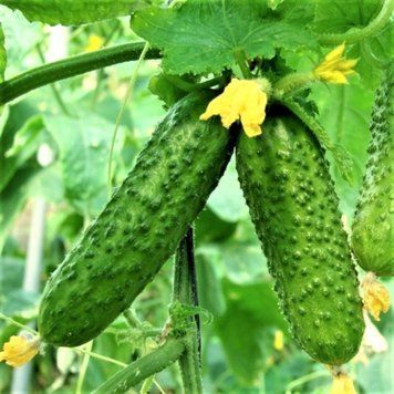 Насіння огірків Еколь F1 Syngenta - 20шт (Агро Імідж) 1746874844 фото