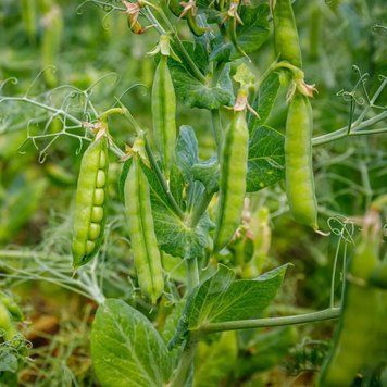 Насіння гороху Сомервуд супер солодкий, Syngenta, Голландия - 100 шт (Агро Імідж) 2086474493 фото