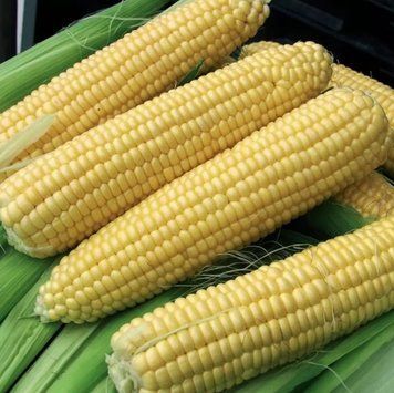 Насіння кукурудзи Тайсон/Тусон F1, Syngenta - 20 шт (Агро Імідж) 2086507122 фото