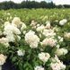 Саджанці Гортензії волотистої Діамантіно Р9 1439078466 фото 2