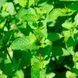 Саджанці М'яти Мохіто (Mentha nemorosa Mokhito / Mojito) P9 1746922150 фото 1
